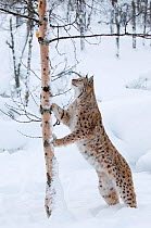 European lynx (Lynx lynx) looking up a tree, captive, Norway, February.