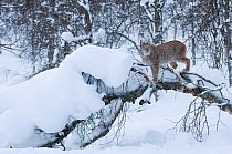 European lynx (Lynx lynx) climbing over a fallen tree, captive, Norway, February.