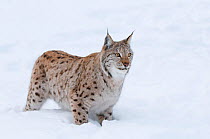 European lynx (Lynx lynx) in snow, captive, Norway, February.