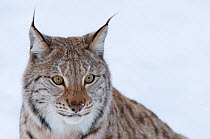 Portrait of a European lynx (Lynx lynx), captive, Norway, February.