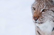 Portrait of a European lynx (Lynx lynx), captive, Norway, February.