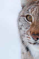 Partial face portrait of a European lynx (Lynx lynx), captive, Norway, February.