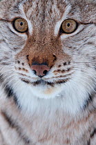 Face portrait of a European lynx (Lynx lynx), captive, Norway, February.