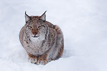 European lynx (Lynx lynx), captive, Norway, February.