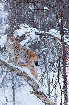 European lynx (Lynx lynx) climbing a tree, captive, Norway, February.