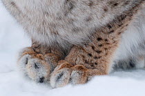 Close-up of the front paws of a European Lynx (Lynx lynx) showing the large gap between toes that allows it to move easily in heavy snow, captive, Norway, February.