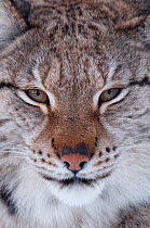 Face portrait of a European lynx (Lynx lynx), captive, Norway, February.