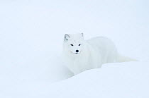 Artic fox (Vulpes lagopus), captive, Norway, February.