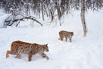 Two European lynxes (Lynx lynx) walking through snow in a woodland, captive, Norway, February.