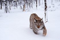 European lynx (Lynx lynx) walking through snow in a woodland, captive, Norway, February.
