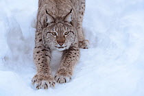 RF- European lynx (Lynx lynx) stretching, captive, Norway, February. (This image may be licensed either as rights managed or royalty free.)