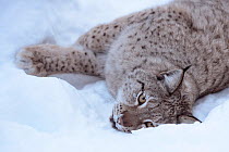 European lynx (Lynx lynx) lying in the snow, captive, Norway, February