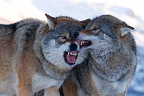 Two European grey wolves (Canis lupus) interacting, captive, Norway, February.