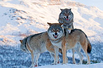 Three European grey wolves (Canis lupus), captive, Norway, February.
