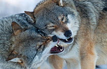 Two European grey wolves (Canis lupus) interacting, captive, Norway, February.