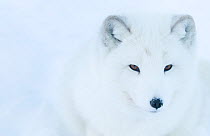 Artic fox (Vulpes lagopus) portrait, captive, Norway, February.