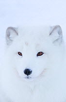 Artic fox (Vulpes lagopus) portrait, captive, Norway, February.