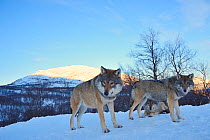 Two European grey wolves (Canis lupus), captive, Norway, February.