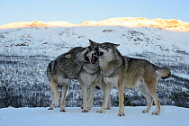 Three European grey wolves (Canis lupus) interacting, captive, Norway, February.