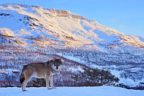 European grey wolf (Canis lupus) in landscape, captive, Norway, February.