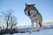 Wide angle close-up of a European grey wolf (Canis lupus) in landscape, captive, Norway, February.