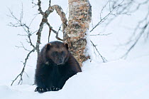 Female Wolverine (Gudo gudo) in snow, captive, Norway, February.