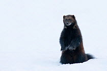 Female Wolverine (Gudo gudo) standing up in snow, captive, Norway, February.