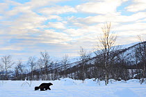 Female Wolverine (Gudo gudo) in snow covered landscape, captive, Norway, February.