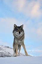 European grey wolf (Canis lupus) portait, captive, Norway, February.