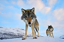 Wide angle close-up of two European grey wolves (Canis lupus), captive, Norway, February.