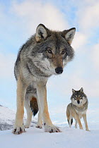 Wide angle close-up of two European grey wolves (Canis lupus), captive, Norway, February.