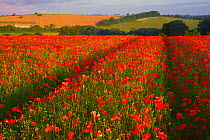 Poppy (Papaver rhoeas) field, South Downs National Park, Sussex, England, UK. July.
