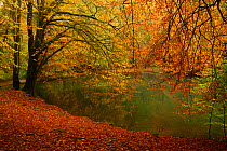 Beech trees (Fagus sylvaticus) and pond in autumn, Waggoners Wells, Surrey, England, UK, October.