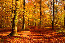 Path through Beech (Fagus sylvatica) woodland in autumn, Wickham, Hampshire, England, UK, November.