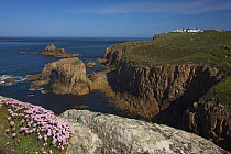 Cliffs with Sea thrift (Armeria maritima) at Lands End, Cornwall, England, UK, May 2012.