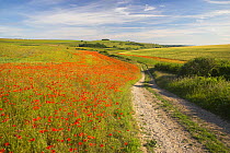 Rural road through the Poppy (Papaver rhoeas) fields. South Downs National Park, Arundel, West Sussex, England, UK. June.