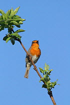 Robin (Erithacus rubecula) singing in tree, Hampshire, England, UK. April.