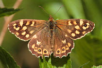 Speckled Wood (Pararge aegeria) Petersfield, Hampshire, England, UK. April.