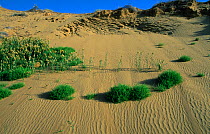 Sand dunes and landscape of Badkhyz, South Turkmenistan