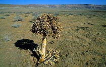 Giant fennel (Ferula badhysi) seed head, Badkhyz, South Turkmenistan.