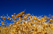 Locust (Acrididae) Badkhyz, South Turkmenistan