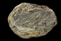 Staurolite (Fe2+2Al9O6(SiO4)4(O,OH)2[1]) Garnet Schist, a metamorphic rock with Staurolite minerals, from Keystone, South Dakota, USA.