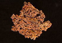 Native (Uncombined) Copper (Cu) from Bisbee, Arizona, USA.