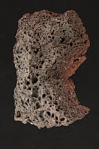Scoria, a highly vesicular, dark colored volcanic rock that may or may not contain crystals. From Hawaii.