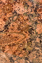 Rapa Kivi Granite, South Finland