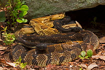 Timber rattlesnakes (Crotalus horridus) gravid females basking to bring young to term, Pennsylvania, USA.