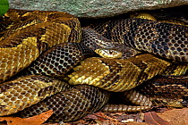 Timber rattlesnakes (Crotalus horridus) gravid females basking to bring young to term, Pennsylvania, USA.