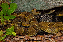 Timber rattlesnakes (Crotalus horridus) gravid females basking to bring young to term, Common gartersnake (Thamnophis sirtalis) also visible in the group. Pennsylvania, USA.