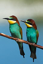 Two European bee-eaters (Merops apiaster) perched on a branch, Castro Verde, Alentejo, Portugal, April.
