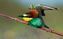 European bee-eater (Merops apiaster) perched on a branch ruffling its feathers, Castro Verde, Alentejo, Portugal, April.